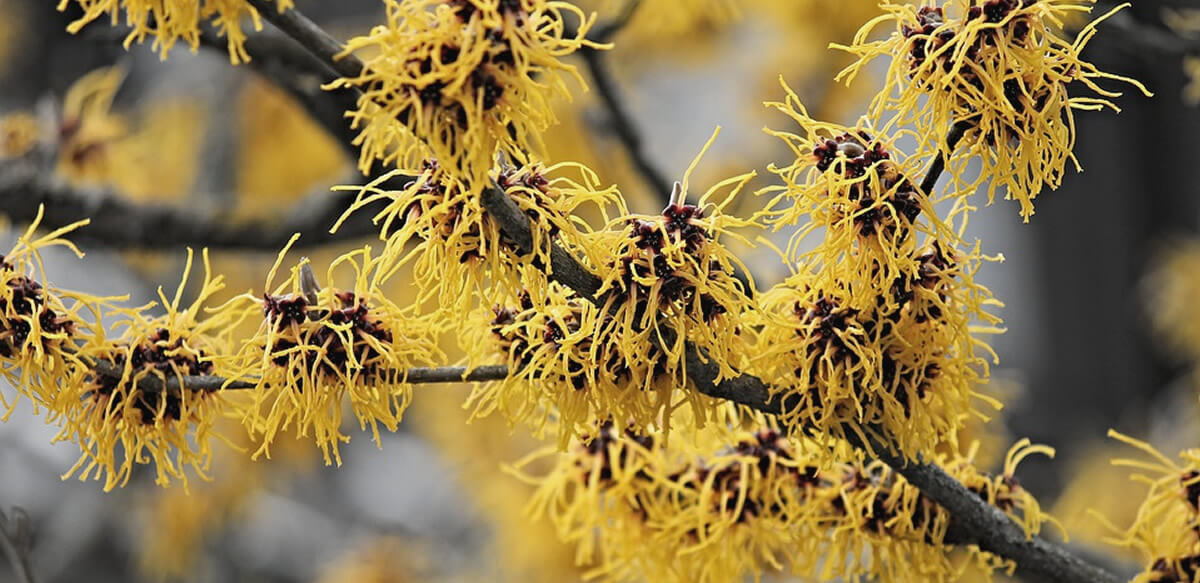 hamamelis propiedades